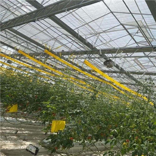 מלכודת סרט דבק צהוב
